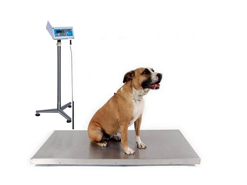 Dog Weighing Scales in Chennai, Tamil Nadu – India Dog Animal Weighing  Machines Manufacturers, Digital Dog Weighing Scales, Weighing Scales for  Dogs, Dog Weighing Machines Suppliers for Dog Stores, Dog Clinics 